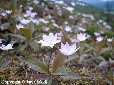 Trientalis europaea, metsätähti